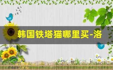韩国铁塔猫哪里买-洛阳市韩国铁塔猫哪里有卖的