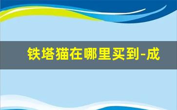 铁塔猫在哪里买到-成都铁塔猫在哪里买